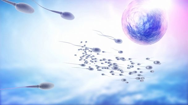 Sperma und menschliche Eizellen - Filmmaterial, Video