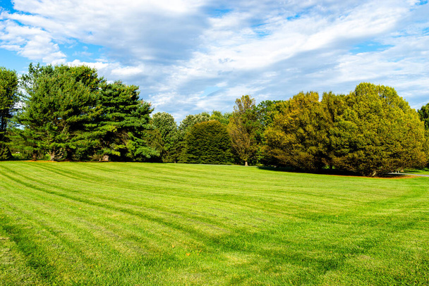 Large grass area and trees in a park - Foto, afbeelding
