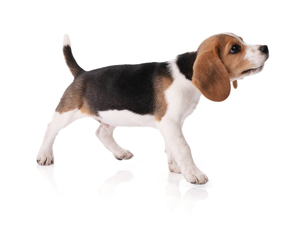 Puppy beagle standing still on white background - 写真・画像