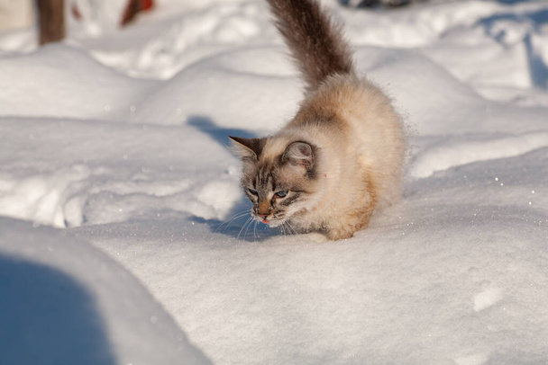 霧の多い冬の朝に雪の中の猫 - 写真・画像