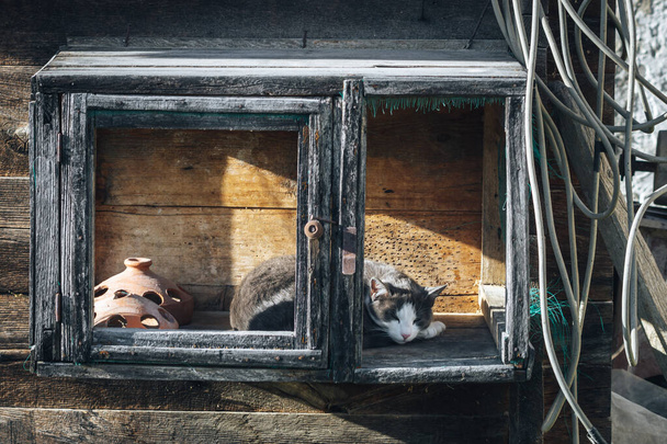 Cat sleeping on an old shack - Fotoğraf, Görsel