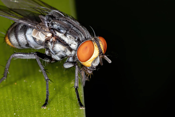 Carne mosca della famiglia Sarcophagidae - Foto, immagini