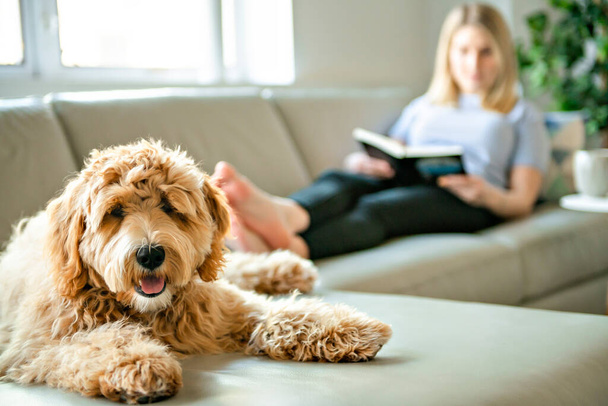 woman with his Golden Labradoodle dog reading at home - Photo, Image