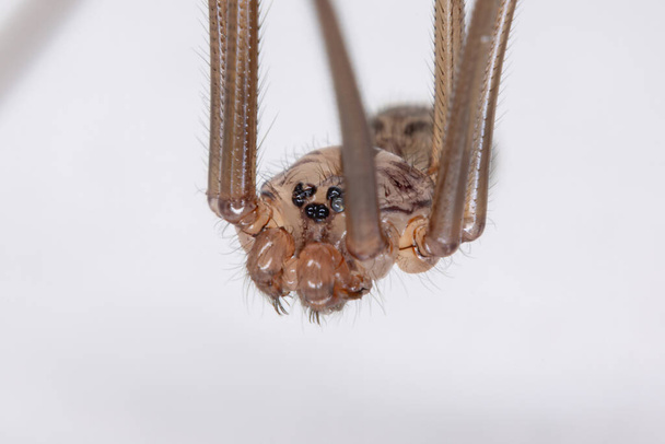 Kellari Hämähäkki heimoon Pholcidae - Valokuva, kuva