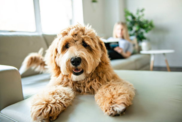 woman with his Golden Labradoodle dog reading at home - Foto, afbeelding