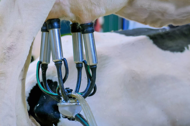 Zautomatyzowane urządzenia doju krów w gospodarstwie mleczarskim - Zdjęcie, obraz