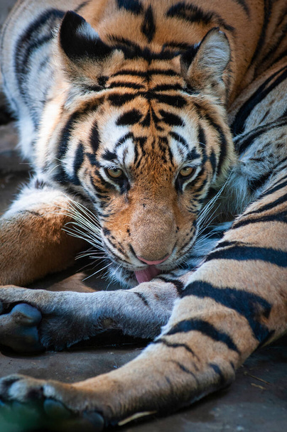 el tigre de bengala está descansando - Foto, Imagen