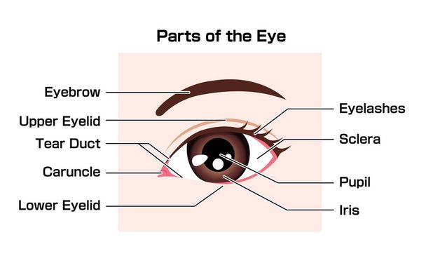 Структура человеческого глаза (названия частей) векторная иллюстрация - Вектор,изображение