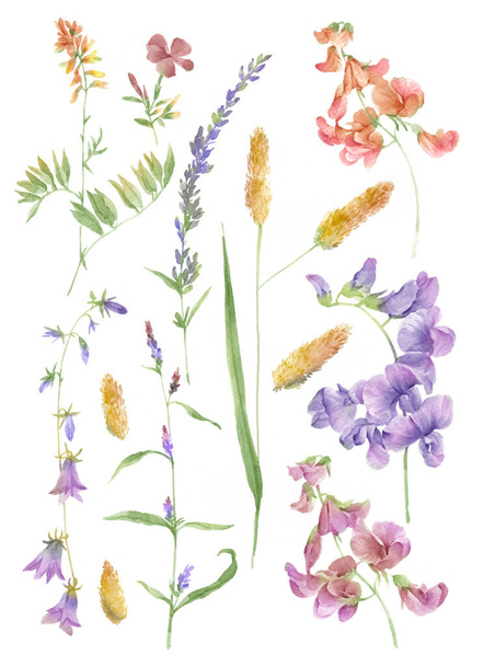 akvarell illusztráció virág készlet egyszerű fehér háttér - Fotó, kép