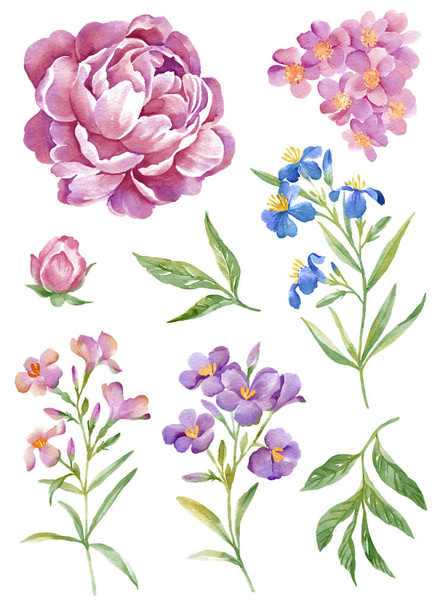 acquerello illustrazione fiore impostato in semplice sfondo bianco
 - Foto, immagini