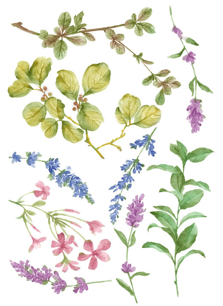 акварельна ілюстрація квіткового набору на простому білому тлі
 - Фото, зображення
