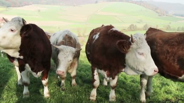 Vacas
 - Imágenes, Vídeo