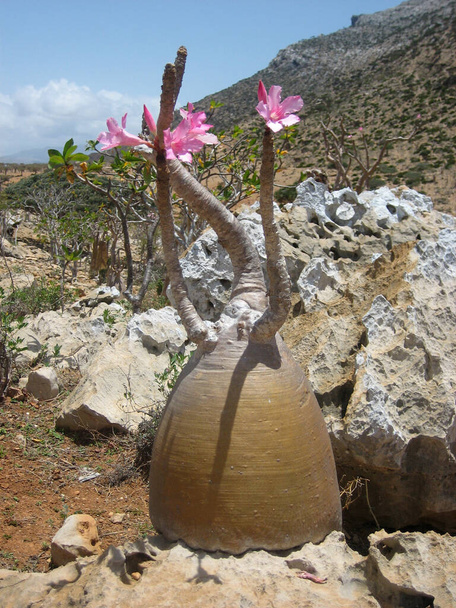 Adénium elhízás virágok "Desert Rose" a Socotra-szigeten - Fotó, kép
