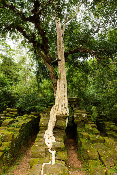 Εικόνα του ξεφυτρωμένου δέντρου πάνω από ερείπια πέτρα στο ναό Χμερ σε Ta Prohm ερείπια. - Φωτογραφία, εικόνα
