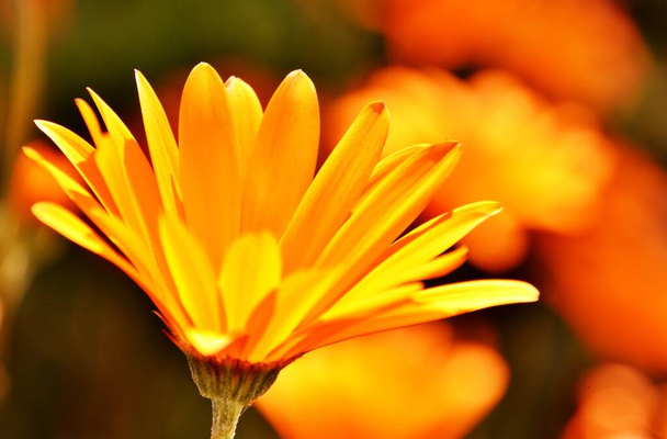 Fechar de uma flor de margarida africana amarela - Foto, Imagem