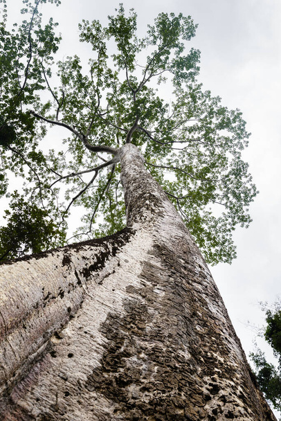 Εικόνα του ανοιγμένου δέντρου. Native τροπικό δέντρο στην Καμπότζη. - Φωτογραφία, εικόνα