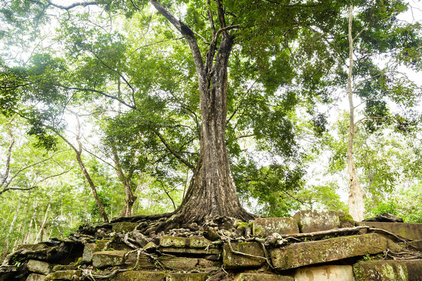 Εικόνα του ξεφυτρωμένου δέντρου πάνω από ερείπια πέτρα στο ναό Χμερ σε Ta Prohm ερείπια. - Φωτογραφία, εικόνα