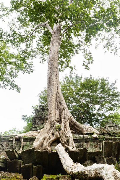 Imagen de un árbol saltado sobre ruinas de piedra en el templo Khmer en las ruinas de Ta Prohm. - Foto, imagen