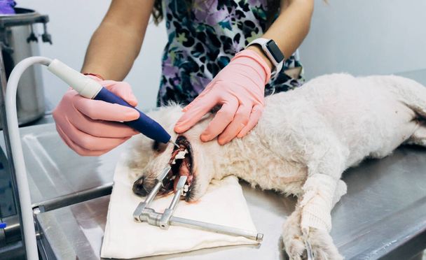 veterinario femenino realizando profilaxis dental canina - Foto, imagen