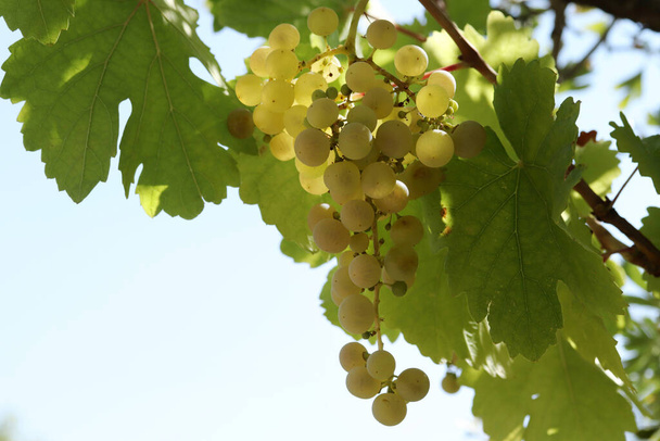 Uvas blancas naturales maduras en otoño - Foto, imagen