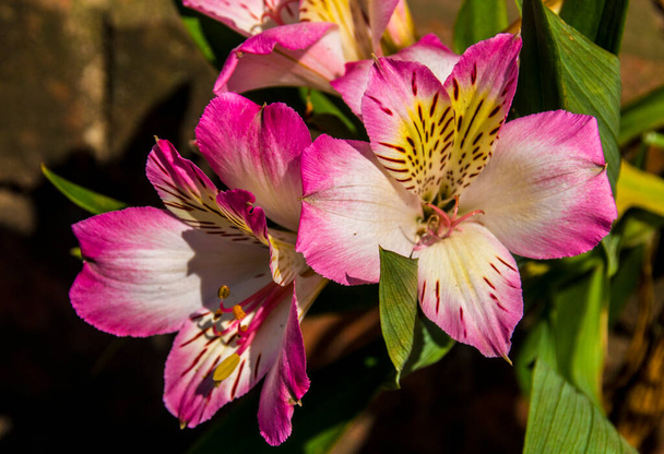 Close-up van roze alstromerias bekend als inca lelies groeien in de tuin - Foto, afbeelding