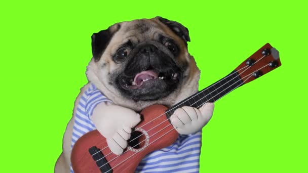 Cute pug dog looking at camera on green screen. Chroma key - Footage, Video