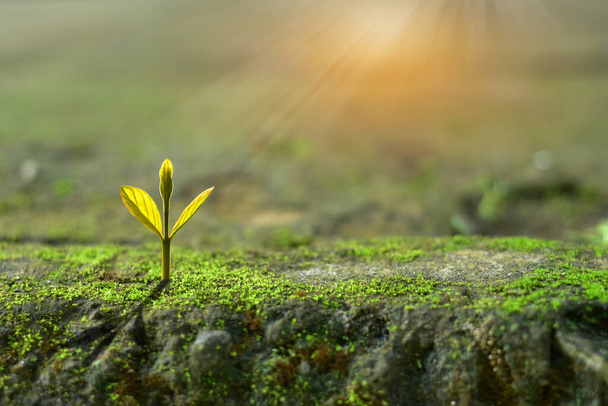 agriculture plant seeding growing in mossy rock and sunlight, new life growth ecology business financial progress concept ,Earth Day - Photo, Image