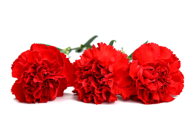 Three carnation flowers isolated on white. Symbol Of Victory Day - Photo, Image