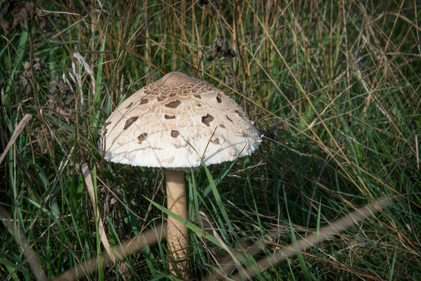 groeiende paraplu paddenstoel. groen mos en boos gras als achtergrond - Foto, afbeelding