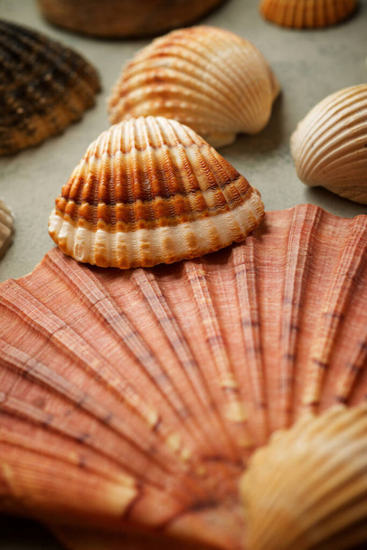 Collection of shells on a stone table. - Foto, Bild