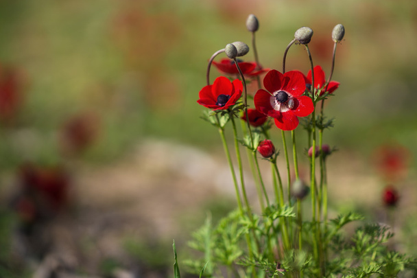 anêmonas florescentes - Foto, Imagem