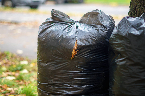 Δύο μαύρες σακούλες σκουπιδιών γεμάτες φύλλα κοντά στο δέντρο. - Φωτογραφία, εικόνα