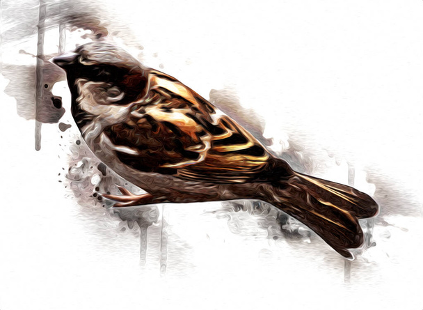 Горобцеподібний птах старовинна ілюстрація художній малюнок ескіз антикварний ретро старий
 - Фото, зображення