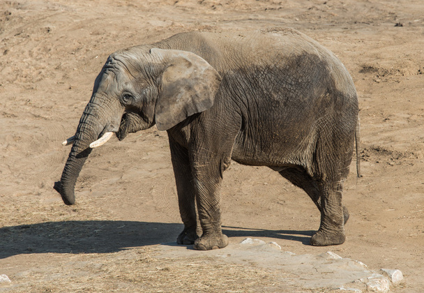 Large bull elephant - Photo, Image