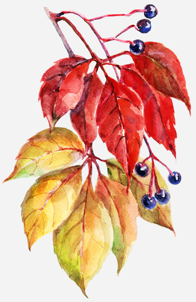 Berry wild grapes with leaves painting in watercolor. Autumn composition. Illustration on white background. - Fotografie, Obrázek
