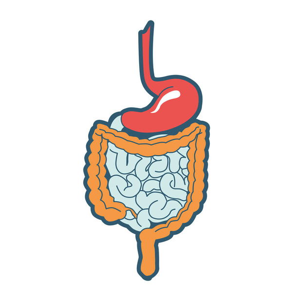 腸管の解剖学,胃の画像,直腸,小さな,大きな腸,結腸,直腸,十二指腸,ジュヌム,イリュウム.医用アブストラクトベクターイラスト. - ベクター画像
