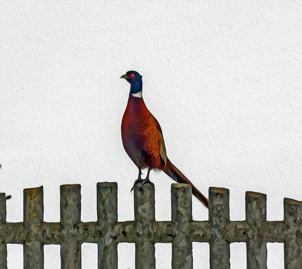 oil painting stylized photo of pheasant standing on stone fence - Photo, Image