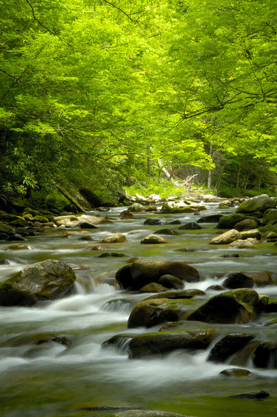 Tremont en el Parque Nacional Great Smoky Mountains, TN USA
 - Foto, imagen