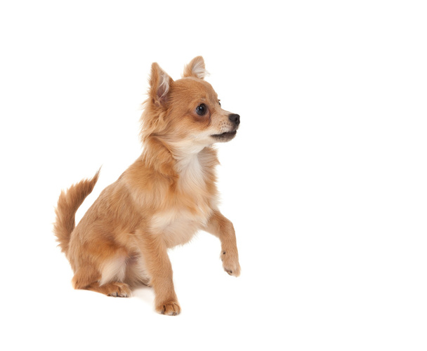 長い髪のチワワ子犬犬 - 写真・画像