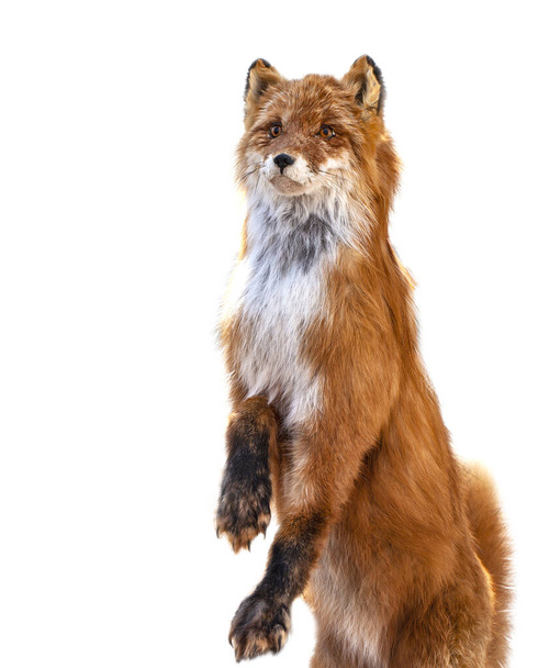 The Taxidermy Fox eristetty valkoisella pohjalla - Valokuva, kuva