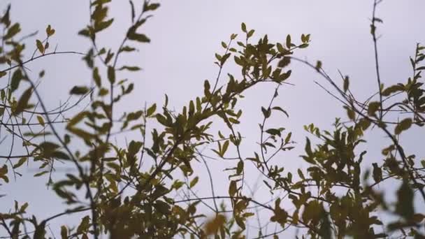 Видео перемещаемых ветром листьев - Кадры, видео