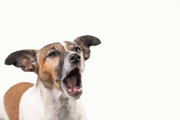 Hauska Jack Russell Terrier näyttää huutavan suu auki. Koiran pää valkoista taustaa vasten. - Valokuva, kuva