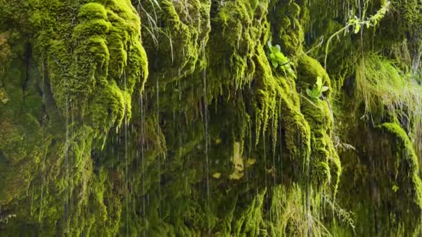 Капающие струи воды из мха в тропиках - Кадры, видео