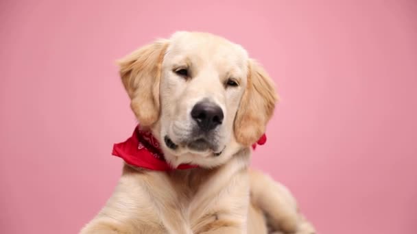 soñoliento cachorro golden retriever vistiendo pañuelo rojo, acostado, mirando hacia arriba, sosteniendo la cabeza hacia abajo y durmiendo sobre fondo rosa - Imágenes, Vídeo