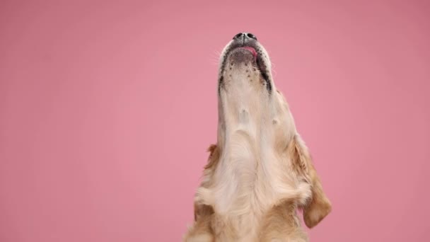 жаждущая золотистого ретривера собака высовывает язык, глядя вверх, жаждет и лижет на розовом фоне в студии - Кадры, видео