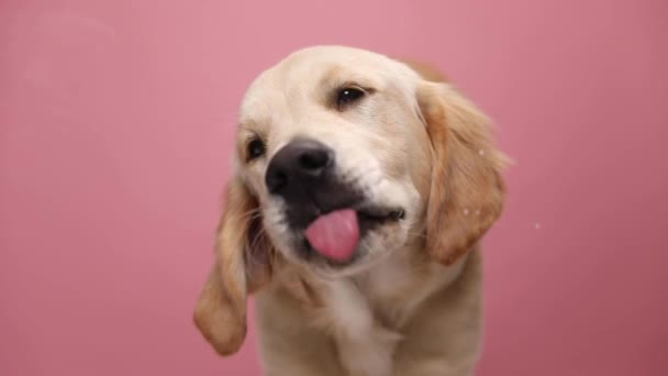 adorabile cucciolo golden retriever sporgente lingua e con entusiasmo leccare plexiglas trasparente su sfondo rosa in studio - Filmati, video