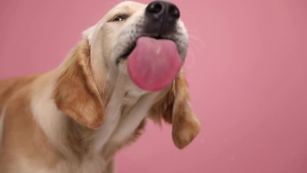 голодная собака лабрадор ретривер желательно облизывает прозрачные очки и жаждет на розовом фоне в студии - Кадры, видео