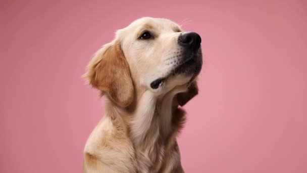 hongerige golden retriever puppy opkijken, hunkeren en wachten op voedsel, zitten op roze achtergrond in de studio - Video