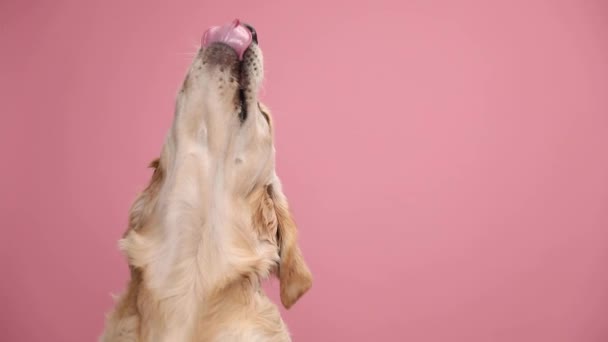 ihana Labrador noutaja koira etsii ylös, törröttää kielen ja innokkaasti nuolee vaaleanpunainen tausta studiossa - Materiaali, video