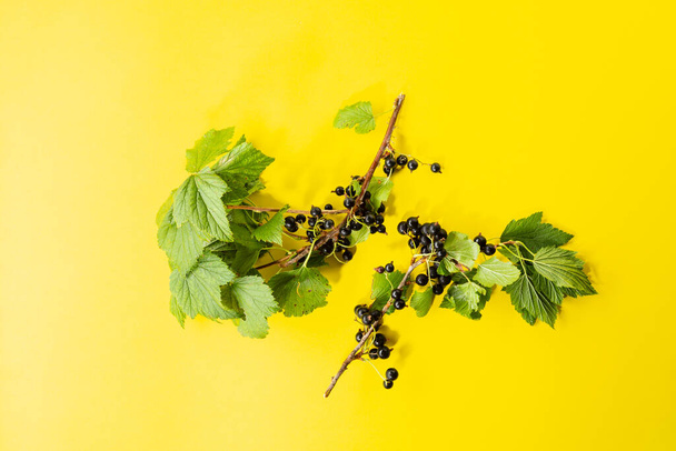 Overhead view of black currant berry on twigs - Foto, Bild